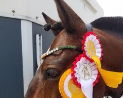 dressage horse Spyke 6 (Connemara Pony, 2009)