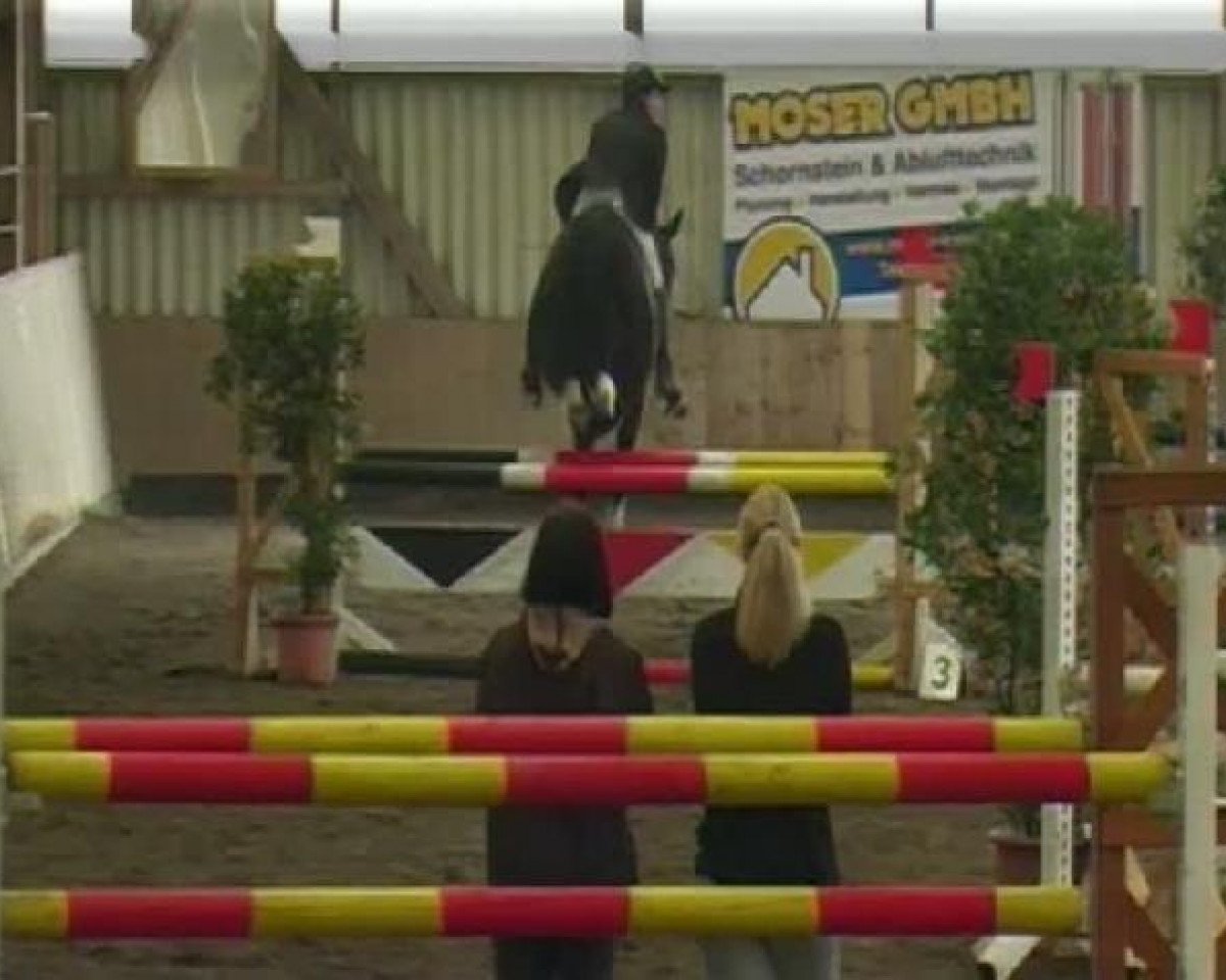 Springpferd For You 18 (Sachsen-Anhaltiner, 1999, von Feuerbrand)