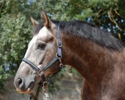 dressage horse Delgado (Hanoverian, 2003, from Don Cavallo)