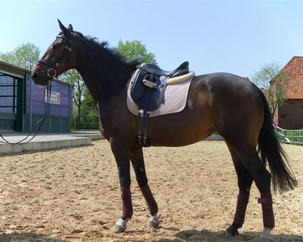 broodmare Donna (Hanoverian, 2008, from Don Crusador)