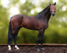 stallion Call Me Chrisi (German Warmblood, 2016, from Christophe 2)