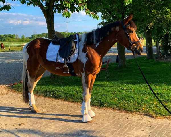 dressage horse Shamrock (unknown, 2017)