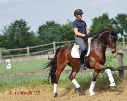 dressage horse Romance Edition (Westfale, 2017, from Riptide NRW)