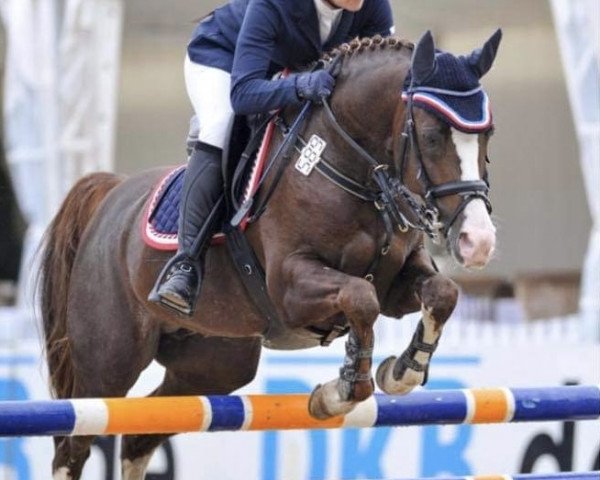 stallion Mentano K (German Riding Pony, 2006, from Matchello)