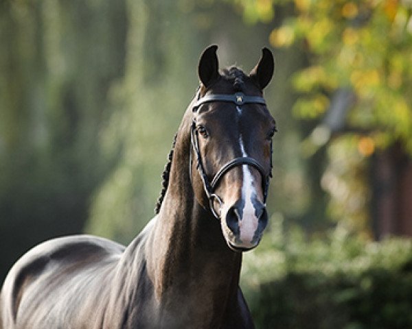stallion Ustinov (Dutch Warmblood, 2001, from Libero H)