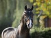 stallion Ustinov (KWPN (Royal Dutch Sporthorse), 2001, from Libero H)