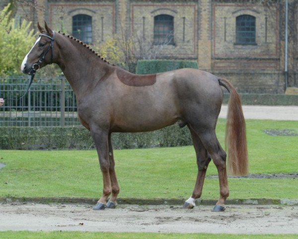 dressage horse Beltoni (Hanoverian, 2004, from Belissimo NRW)
