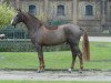 stallion Beltoni (Hanoverian, 2004, from Belissimo NRW)