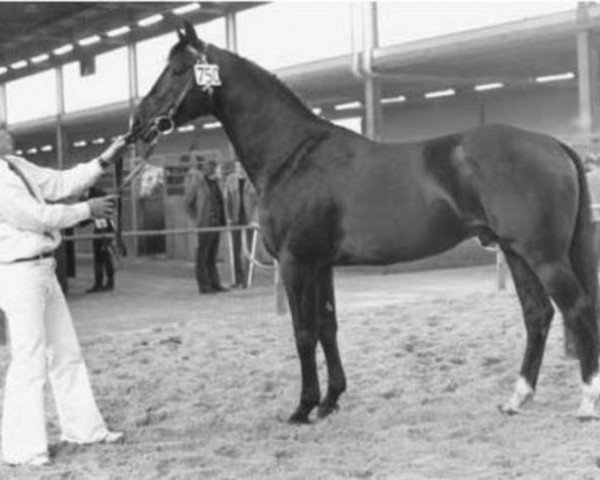 horse Nabuur (Royal Warmblood Studbook of the Netherlands (KWPN), 1972, from Uppercut xx)