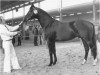stallion Nabuur (Dutch Warmblood, 1972, from Uppercut xx)