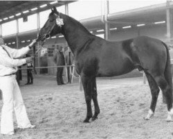 stallion Nabuur (KWPN (Royal Dutch Sporthorse), 1972, from Uppercut xx)