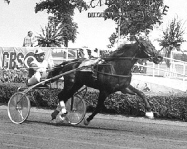stallion Steve Lobell 6338P (US) (American Trotter, 1973, from Speedy Count 0797A (US))