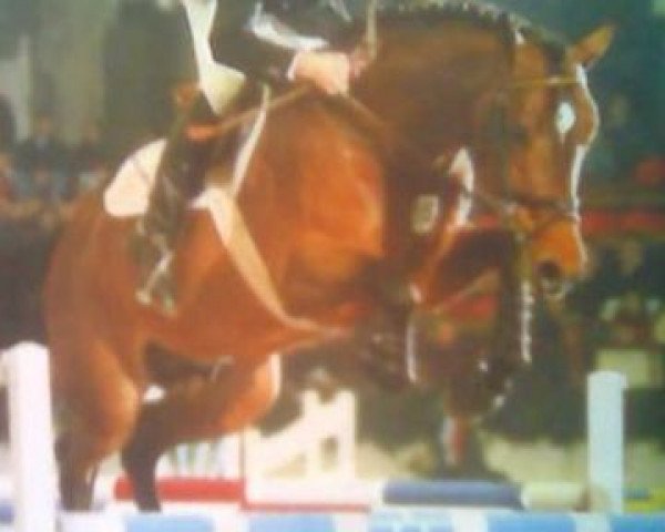 stallion Libertino I (Holsteiner, 1994, from Landgraf I)