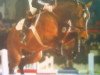 stallion Libertino I (Holsteiner, 1994, from Landgraf I)