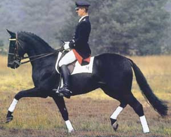 stallion Lavauzelle AA (Anglo-Arabs, 1988, from Fol Avril AA)