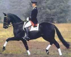 stallion Lavauzelle AA (Anglo-Arabs, 1988, from Fol Avril AA)