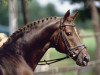horse Brentano II (Hanoverian, 1983, from Bolero)