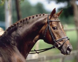 stallion Brentano II (Hanoverian, 1983, from Bolero)