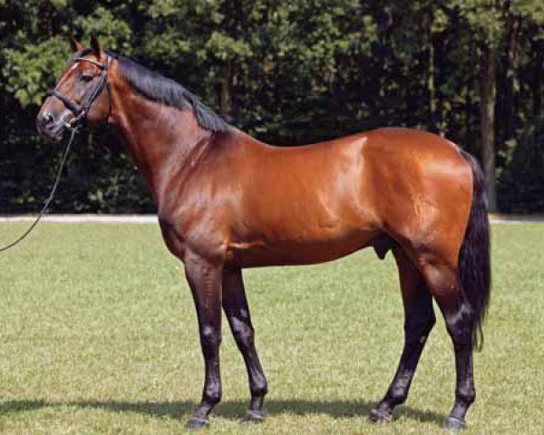 horse Coriano (Holsteiner, 1990, from Corrado I)