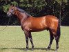 horse Coriano (Holsteiner, 1990, from Corrado I)