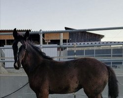 dressage horse Dorena BG (Hanoverian, 2022, from Donier)