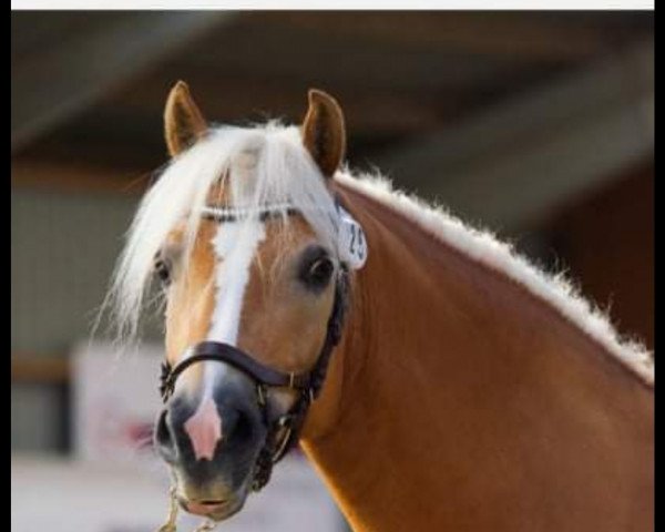 broodmare Lobena (Haflinger, 2014, from Nevitano)