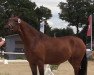 broodmare Coco Chanel D (German Riding Pony, 2014, from Cosmopolitan NRW)