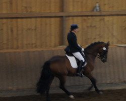 dressage horse Locksley (Württemberger, 2001, from Le Champion)