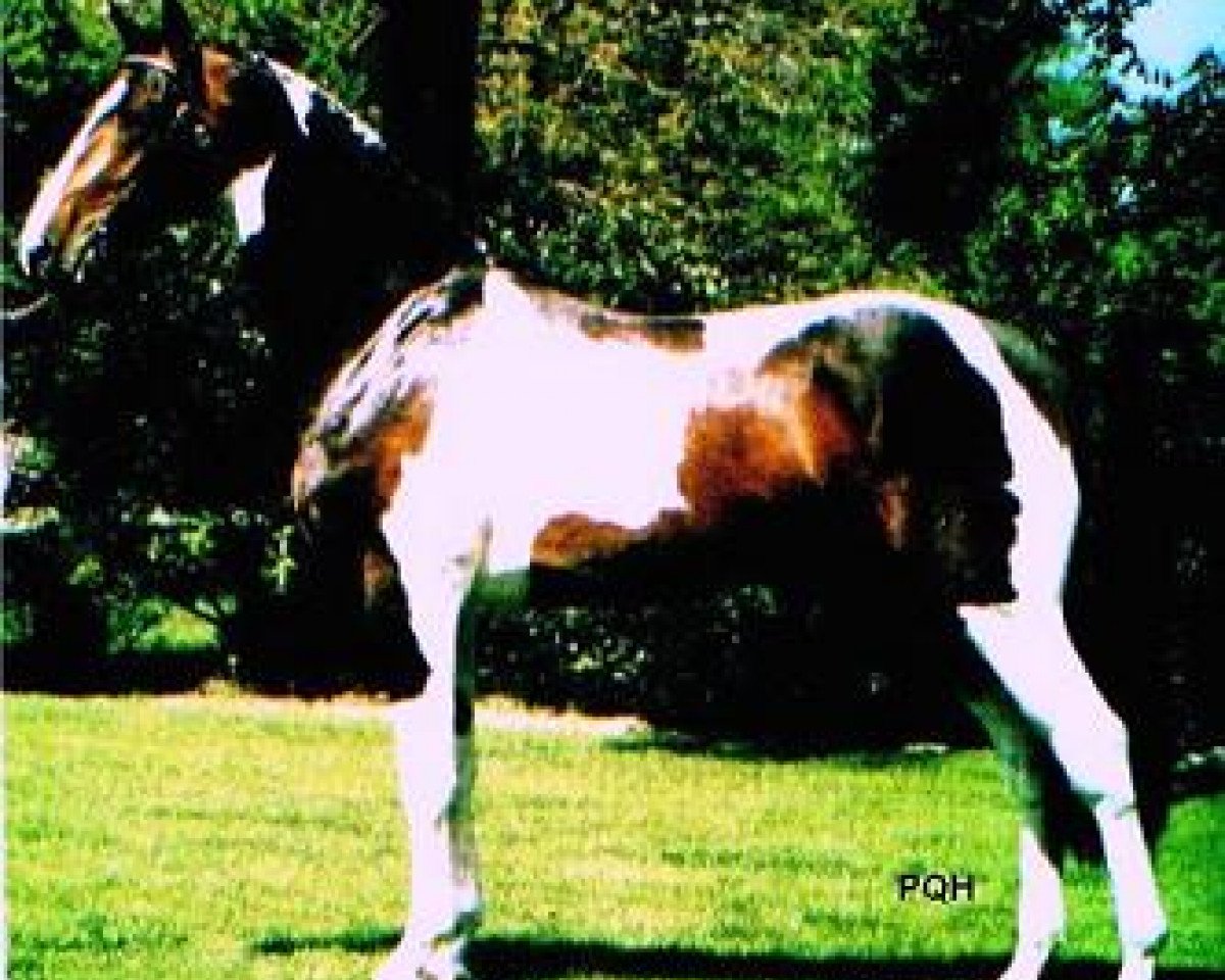 Deckhengst Ed King Hill (KWPN (Niederländisches Warmblut), 1992, von Ekstein)