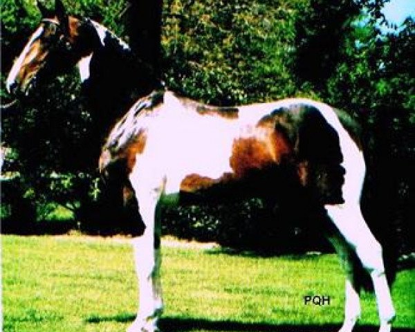 stallion Ed King Hill (Royal Warmblood Studbook of the Netherlands (KWPN), 1992, from Ekstein)