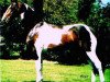 stallion Ed King Hill (Dutch Warmblood, 1992, from Ekstein)
