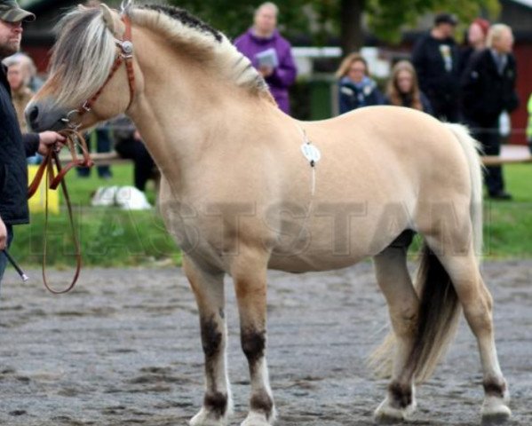 stallion Kim Keso Unik (Fjord Horse, 2006, from Kim Hero 8 F)