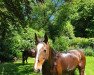 dressage horse Elenor 2 (Latvian Warmblood, 1997)