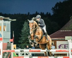 jumper Denzel 14 (KWPN (Royal Dutch Sporthorse), 2008, from Zirocco Blue)