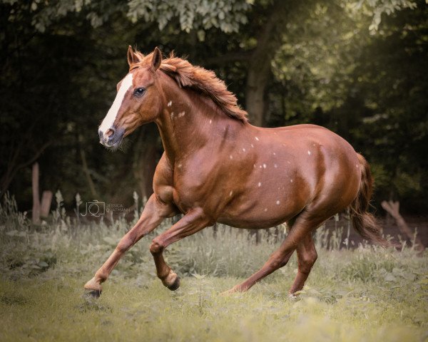 Dressurpferd Luna (Deutsches Reitpony, 2002, von Desperado K)