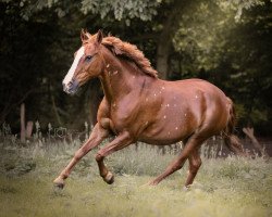 dressage horse Luna (German Riding Pony, 2002, from Desperado K)