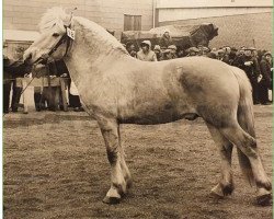 stallion Luxor 122 SWE (Fjord Horse, 1979, from Frej 76 SWE)