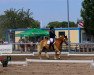 dressage horse Special Golden King B (Edelbluthaflinger, 2015, from Special-Gold (6,25% ox))