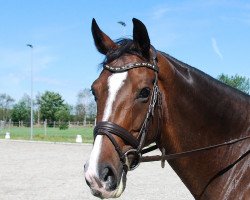 broodmare Deborah 86 (Westphalian, 2006, from Dream On)