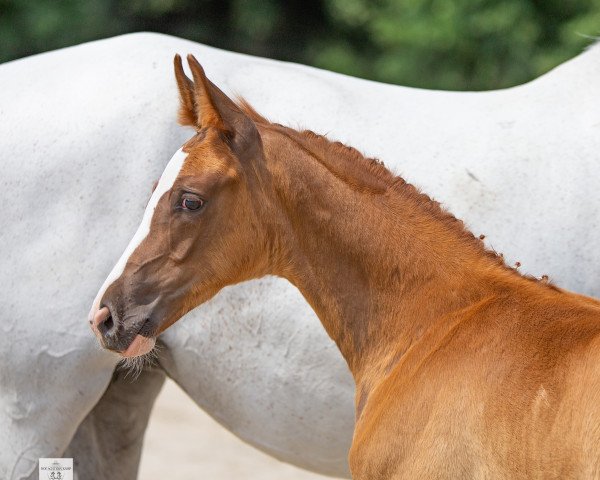 Springpferd Guter Dürer (Trakehner, 2022, von Der Dürer)