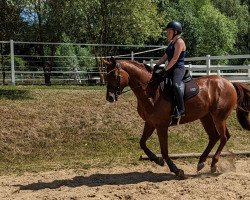 dressage horse Sonnenfee 8 (Hanoverian, 2014, from Sarotti Mocca-Sahne)