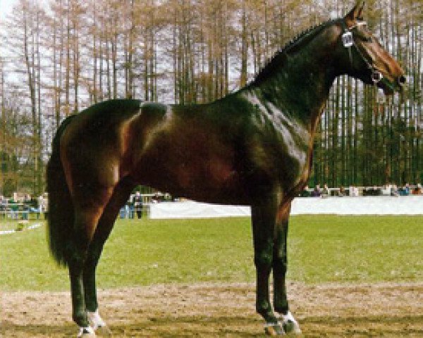 stallion Pavarotti van de Helle (Westphalian, 1989, from Pilot)