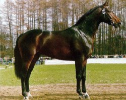 stallion Pavarotti van de Helle (Westphalian, 1989, from Pilot)