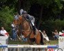 jumper Leander vd Withoeve (Belgian Warmblood, 2011, from Enrico van de Withoeve)