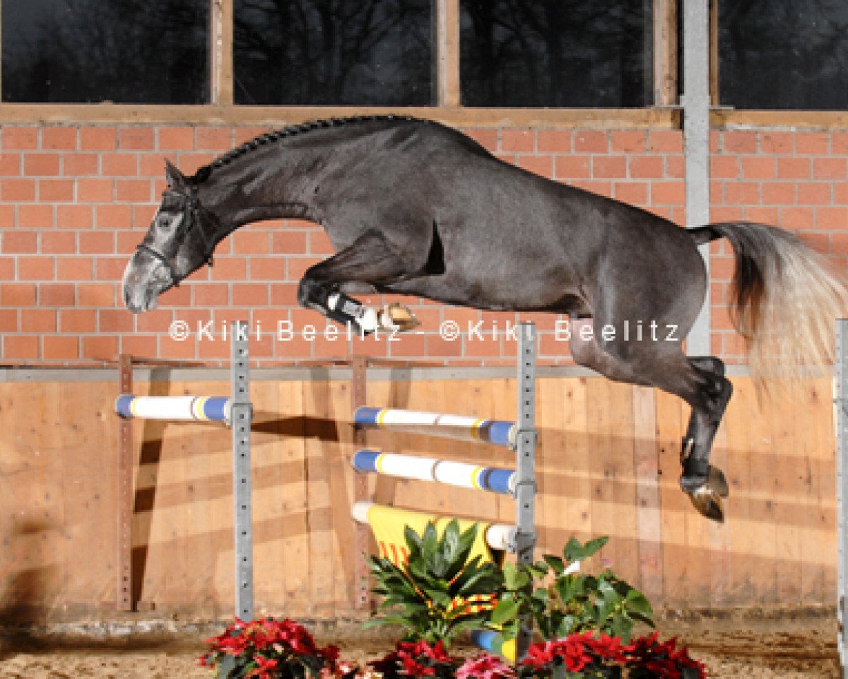 stallion Cassini Royal (Holsteiner, 2005, from Cassini I)