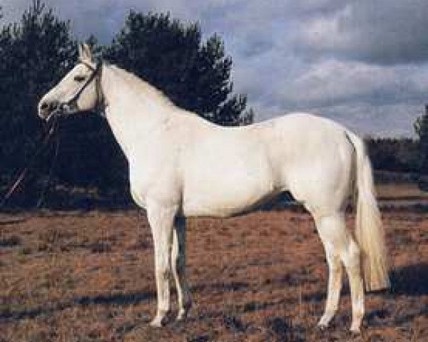 stallion Neuquen xx (Thoroughbred, 1971, from Hardicanute xx)