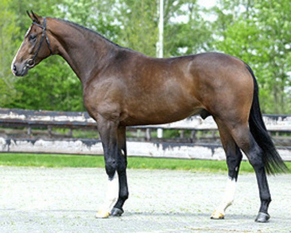 Pferd Son de Niro (Koninklijk Warmbloed Paardenstamboek Nederland (KWPN), 1999, von De Niro)