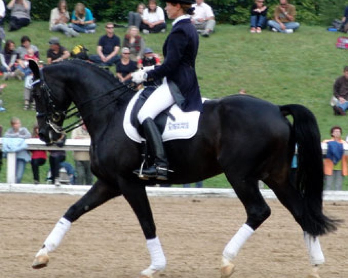 stallion Rivero III (Bavarian, 2000, from Rautenstein)