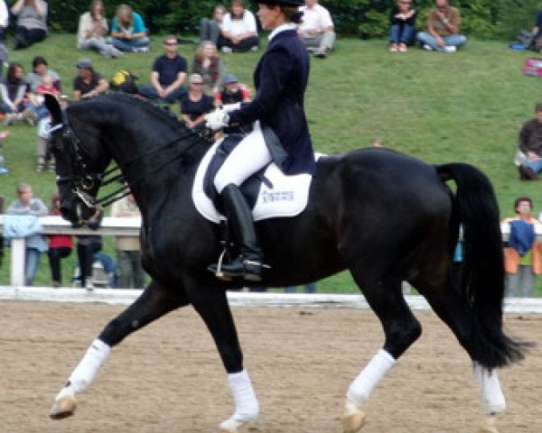 stallion Rivero III (Bavarian, 2000, from Rautenstein)