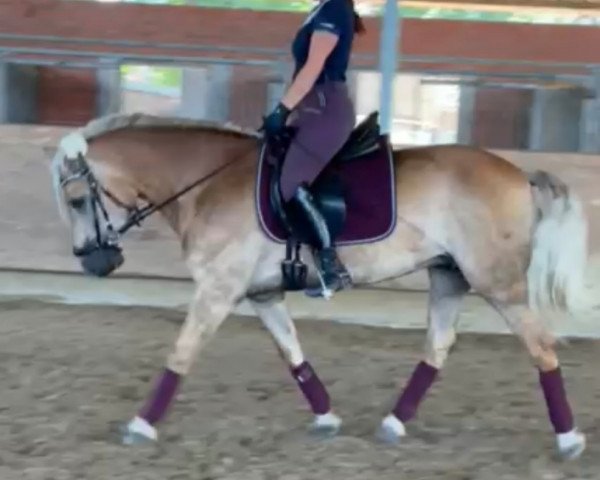 horse Lissy (Haflinger, 2016, from Aleskay)